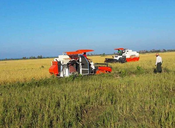 伊洛瓦底省渺弥亚县区已完成10多万英亩夏季稻的收割工作