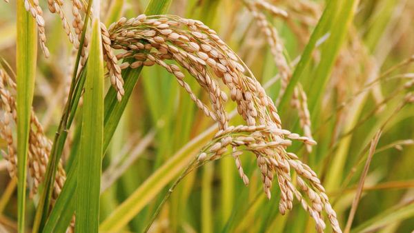 马奎省甘马县区种植了夏季稻2千多英亩标准田产量达到159缅箩