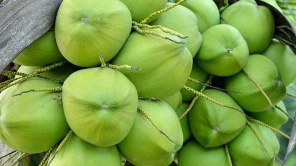 伊洛瓦底省博加礼县区5月份向仰光市场输送出50多万颗椰子