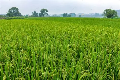 仰光省夏季规划种植夏季稻25万多英亩已种植8万多英亩