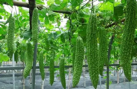 伊洛瓦底省耶基县区生产出来的苦瓜受消费者喜爱销路十分良好