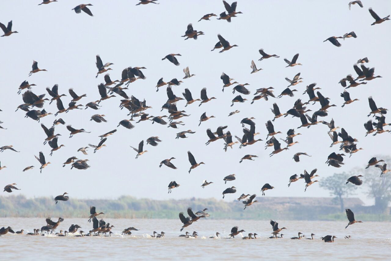 缅甸最大淡水湖茵都基湖内的各种珍稀飞禽品种