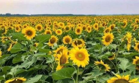 孟邦昌宋县区现财年冬季规划种植的向日葵作物已超过规划面积