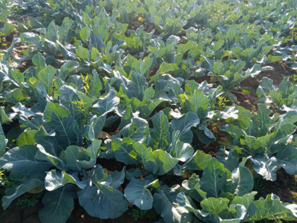 伊洛瓦底省达榜县区规划种植冬蔬菜4千多英亩已种植1千多英亩