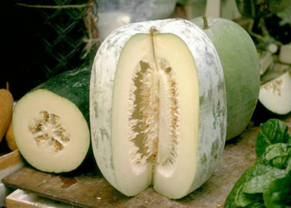 德林达依省土瓦专区格玲昂镇区采用地下水种植冬瓜获得成功