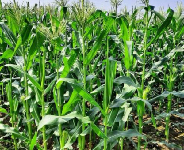 马圭省本漂县区现财年冬季种植的玉蜀黍已完成2千多英亩的采收