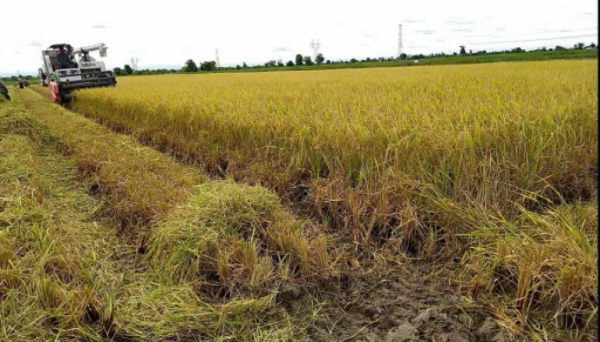 实皆省蒙育瓦县区已完成现财年雨季稻2千多英亩的收割工作