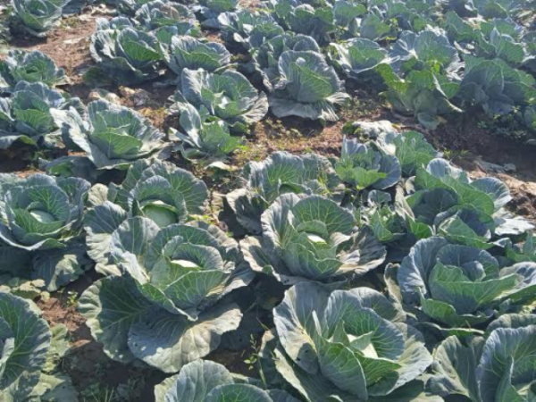 实皆省实皆县区现财年种植的冬蔬菜作物已超过规划面积