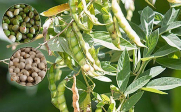 实皆省遵纳县区雨季期间种植的1.1万多英亩木豆已完成采收工作