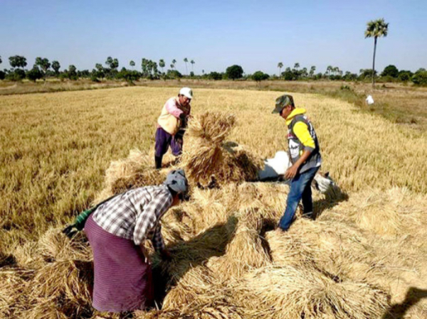 实皆省那加民族自治区已全部完成雨季稻的收割工作