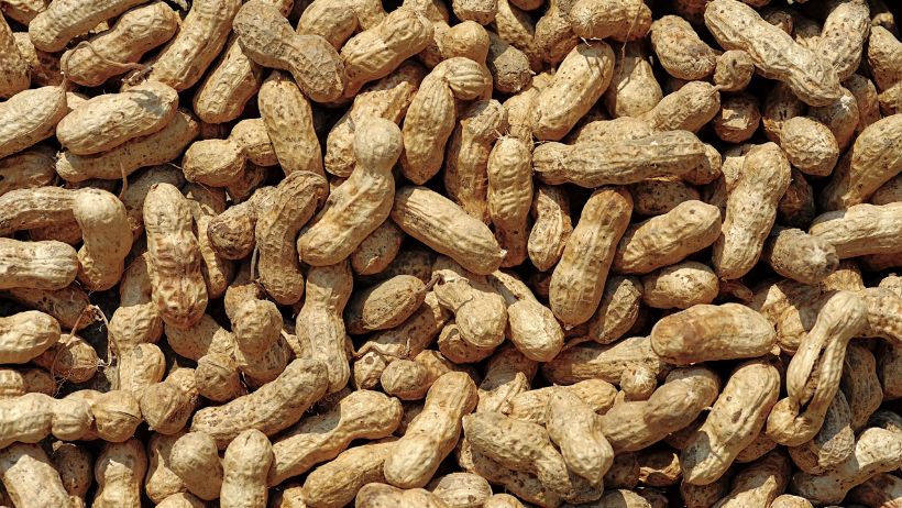 实皆省遵纳县区现财年冬季期完成了冬花生1.4万多英亩采收工作