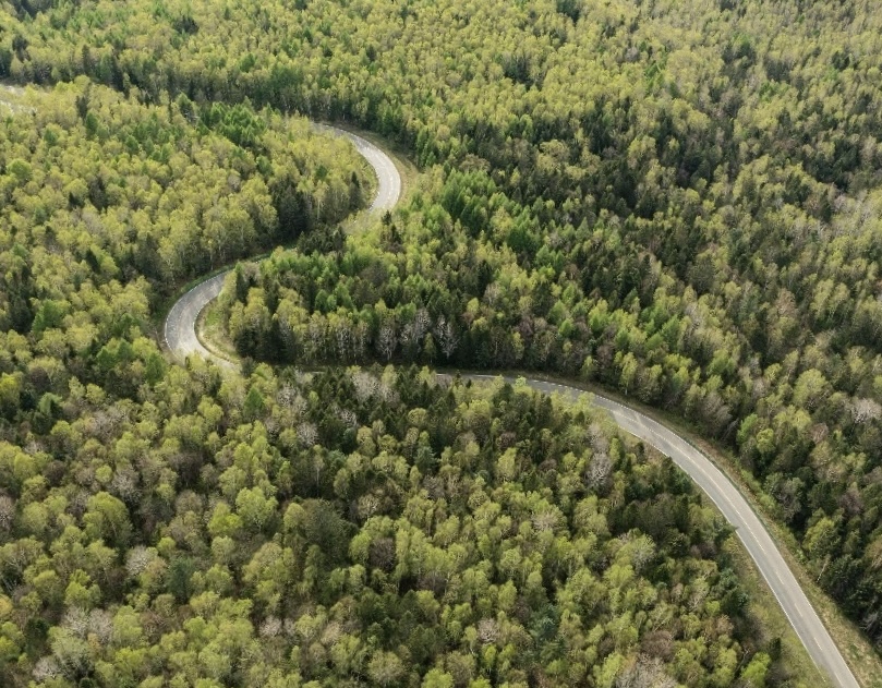 沙特阿拉伯国家为修复遭到破坏的土地正在大种树木