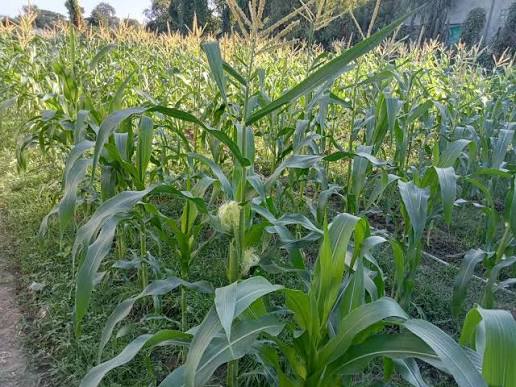 曼德勒省良吴县区的乡村地区一年四季都种植玉蜀黍