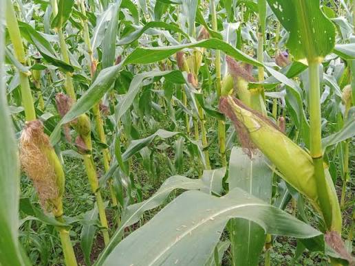 伊洛瓦底省额布都县区冬季种植的3千多英亩玉蜀黍已完成采收