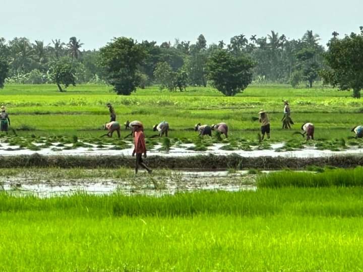 伊洛瓦底省瓦溪码县区已完成植12万多英亩夏季稻的种植工作