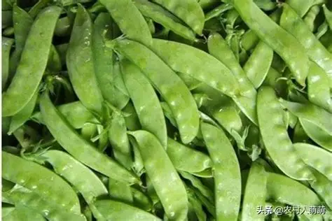 实皆省实皆县区种植的冬扁豆作物3千多英亩已全部完成采收工作