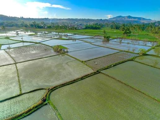 马圭省本漂县区现雨作物种植季节期间规划种植雨季稻7万多英亩
