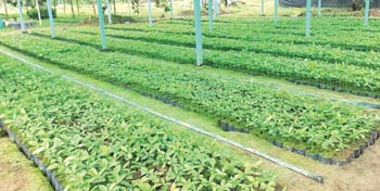 德林达依省高栋县区“十英里”果园内种植了各种蔬菜瓜果植物
