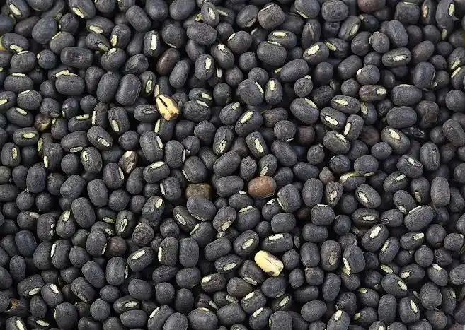 实皆省格礼瓦县区作为冬作物种植的黑麦豆作物已全完成采收工作