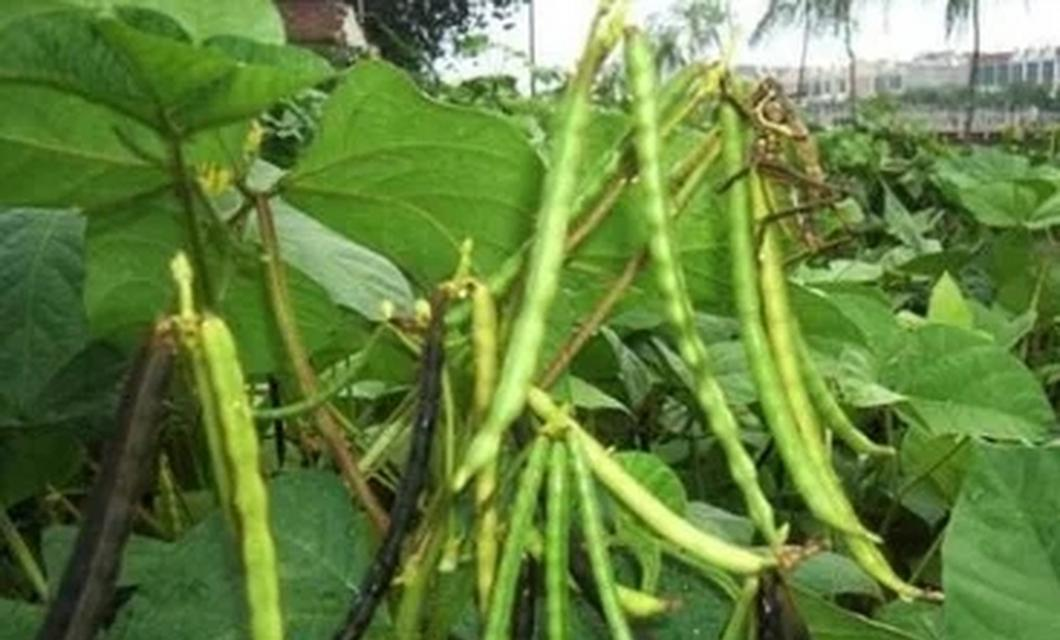 实皆省明景县区冬季种植的5千多英亩绿豆作物已全完成采收工作