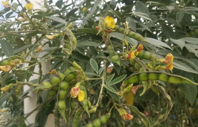 实皆省苗县区作为雨作物今年将种植木豆作物1万多英亩