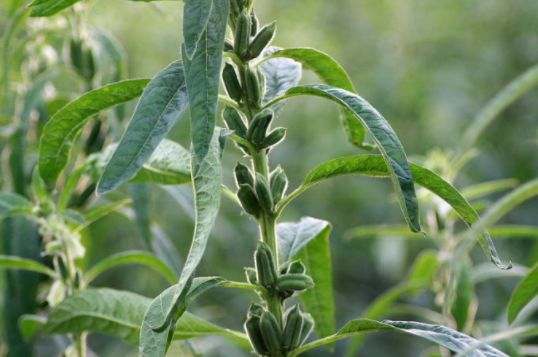 实皆省布达林县区规划规划种植雨芝麻5.3万英亩已种1万多英亩