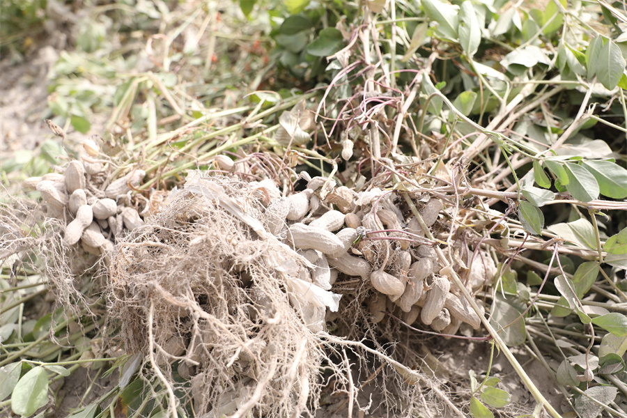 实皆省杰沙县冬季种植的油料作物冬花生已全部完成采收工作