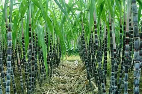 仰光省今年雨季完成了甘蔗作物3千多英亩的种植工作
