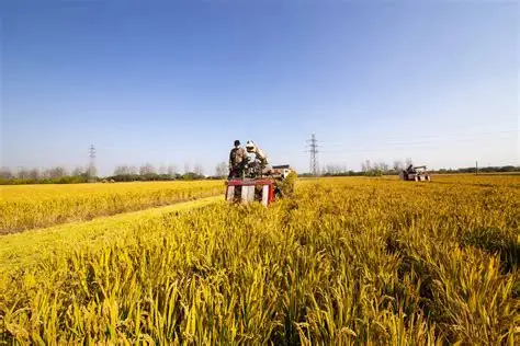 曼德勒省密达县区夏季期间种植的夏季稻已开始进行收割工作