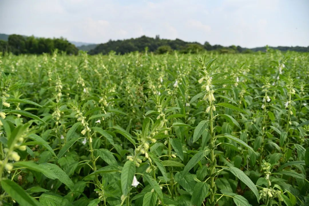 实皆省实皆县区雨季规划种植雨芝麻2.4万多英亩已种2.1万英亩