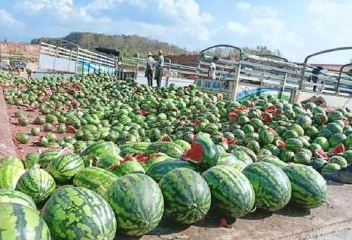 灌溉不足、农资断供、局势不稳——缅甸西瓜产业陷入多重困境