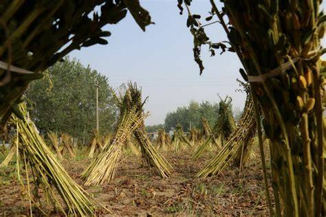 实皆省德拜茵县区种植的夏芝麻1万多英亩已全部完成采收工作