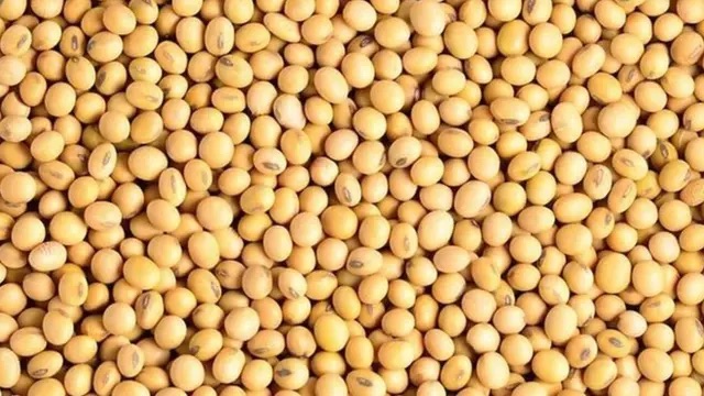 掸邦南部将兴建大豆碾油厂生产大豆油