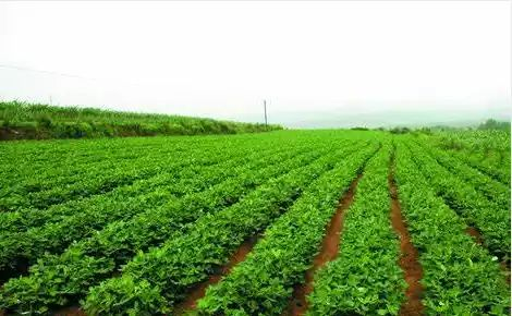 实皆省敏牧县区规划种植雨雨作物4.7万多英亩已种5千多英亩