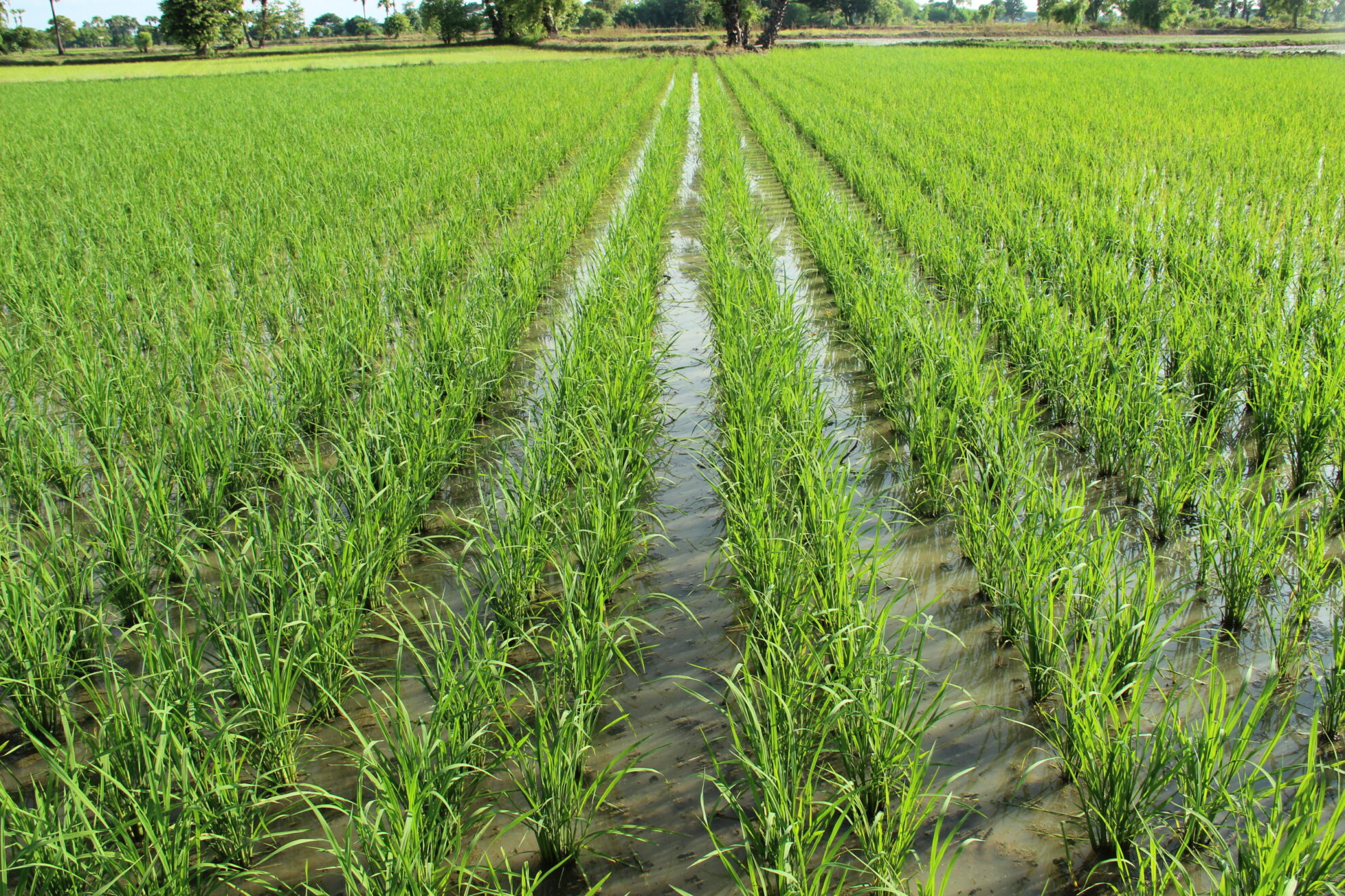 曼德勒省密达县区规划种植的雨季稻已全部完成种植工作
