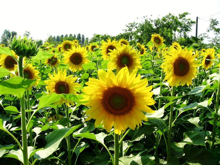 伊洛瓦底省渺弥亚县区现财年规划种植冬向日葵作物4千多英亩