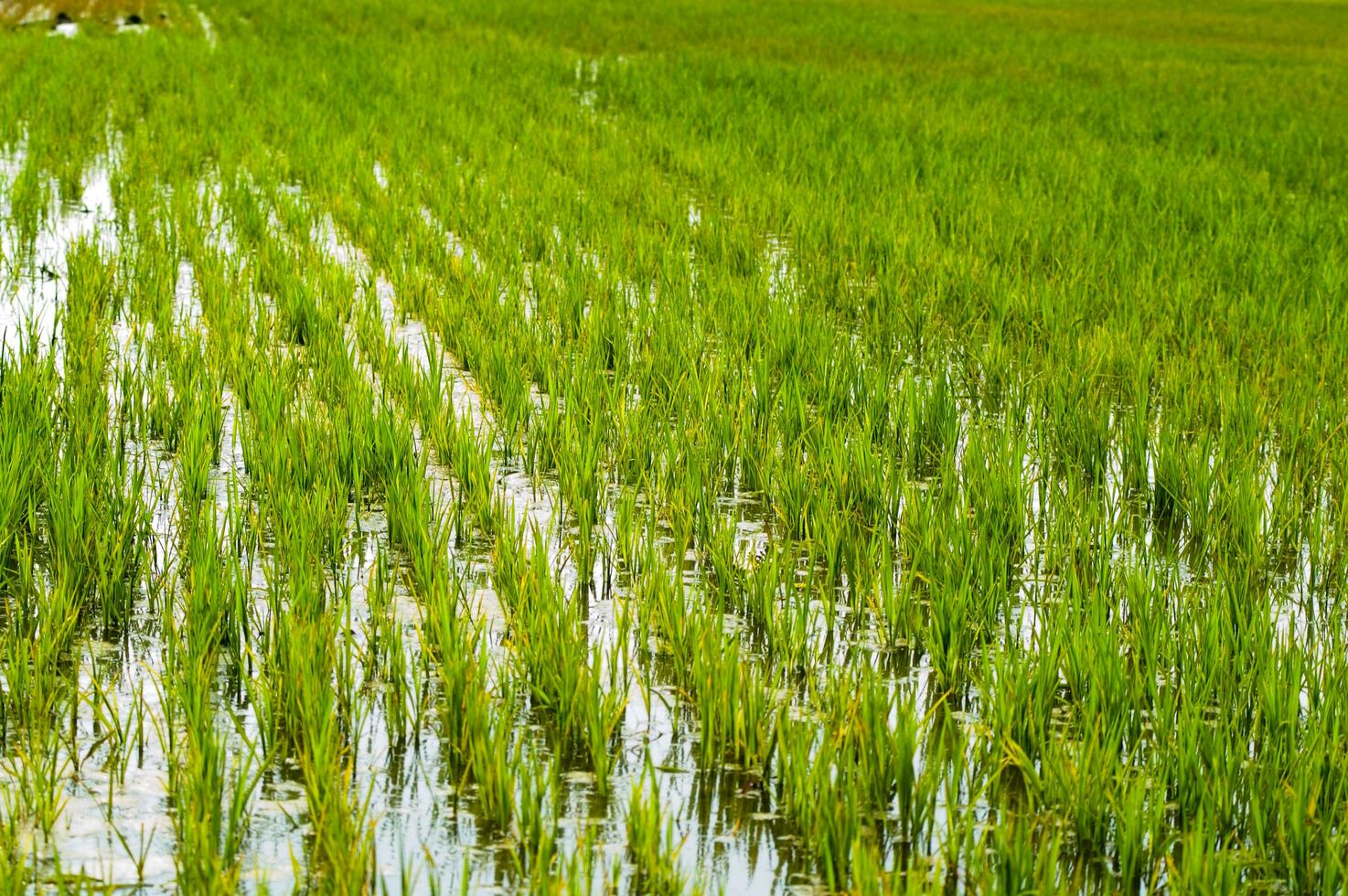 实皆省委勒县区规划种植近14万英亩雨季稻已种植3.7万多英亩