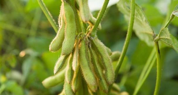 勃固省瑞当县区现财年冬季规划种植油料作物大豆3千多英亩