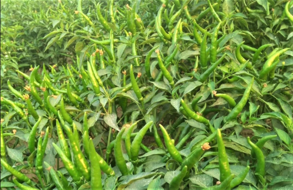 实皆省格礼县区冬作物种植季节期间规划种植蔬菜作物1万多英亩