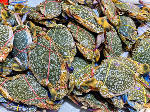 伊洛瓦底省礼德耶县区9月份期间向仰光市输送出大量的花螃蟹