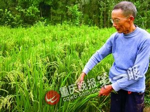 重庆农民培育越年再生稻 栽一次可多年收割