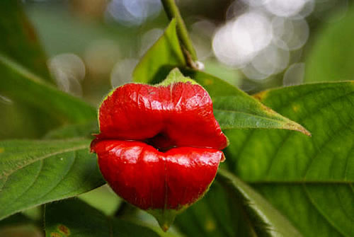 烈焰红唇 超级性感且稀有的“嘴唇花”