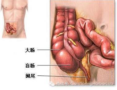 研究显示阑尾并不多余