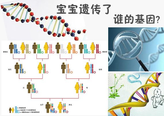 夫妻谁的基因决定了孩子智商和相貌？我惊呆了！