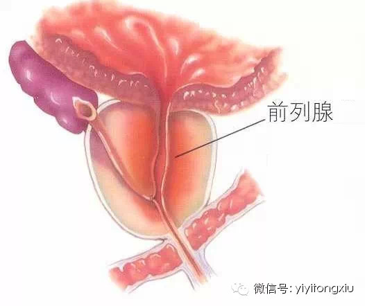 葱白敷肚脐，前列腺肥大立刻很“方便”