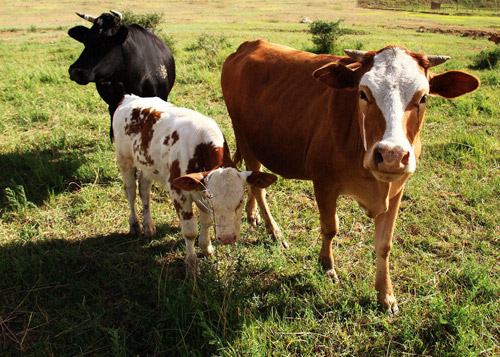 缅甸批准自由进口优质种牛