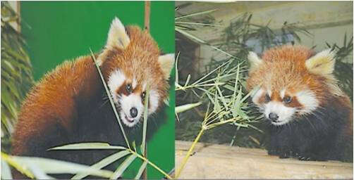 内比都动物园展出一对珍稀红色小熊猫 (旭光)