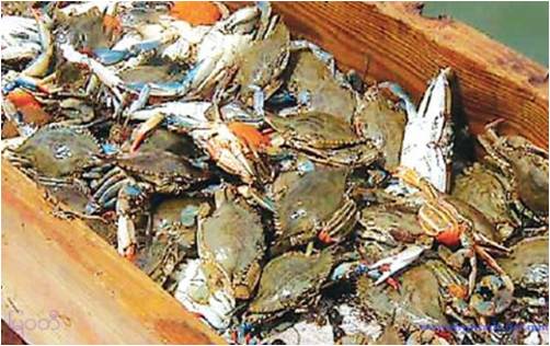 缅甸重新规定80克以上的螃蟹可在国内外市场销售 （旭光)