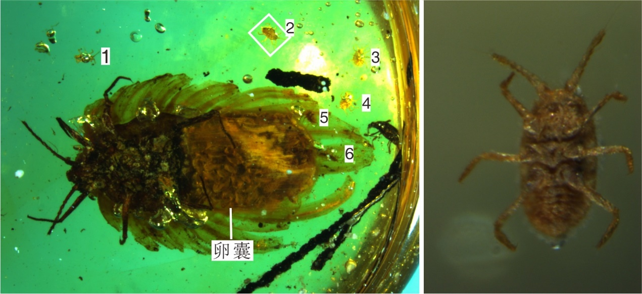 南京古生物所等在缅甸琥珀中发现昆虫育幼行为的直接证据