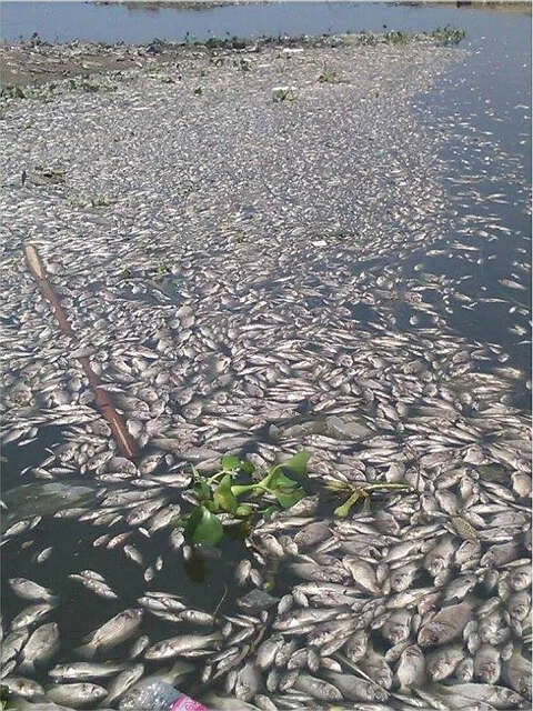 曼德勒市东达曼湖又发现死鱼群（旭光）